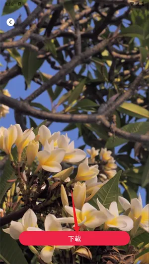 tibni安卓 tibni安卓