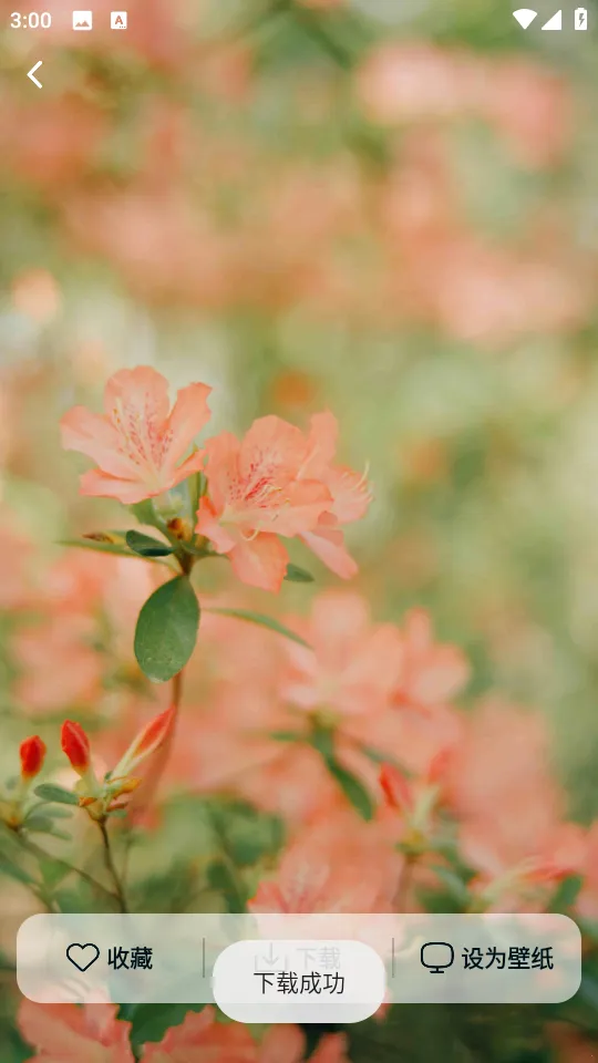 跃动壁纸(壁纸软件) 跃动壁纸(壁纸软件)