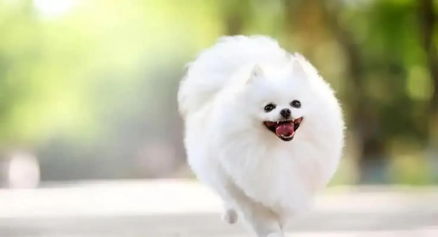 �����2026�ٷ�����