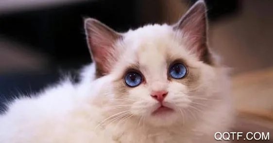 ��è2026���ذ�װ