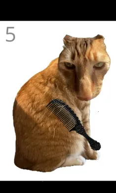 ��è��ë2026�ٷ����°汾v1.0 ��Ѱ��ͼ