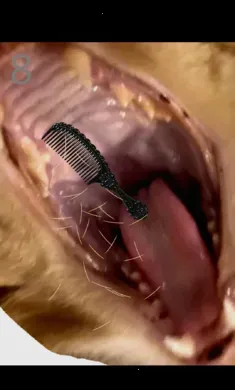 ��è��ë2026�ٷ����°汾v1.0 ��Ѱ��ͼ