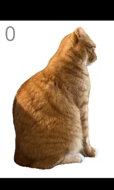 ��è��ë2026�ٷ����°汾v1.0 ��Ѱ��ͼ