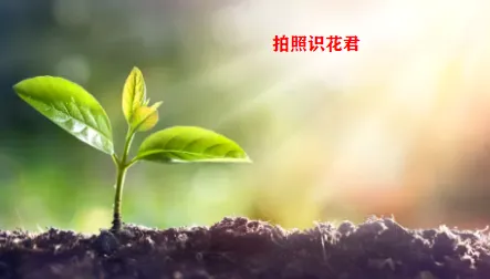 ʶ���������ֻ���